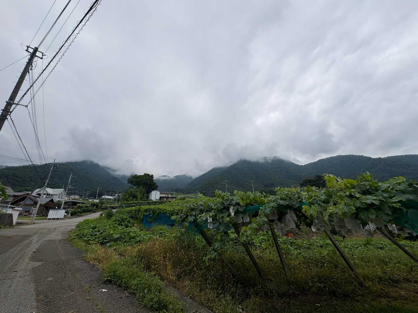 今日登る棚横手や甲州高尾山方面はガスの中・・・😶‍🌫️
ぶどう畑が勝沼っぽくてよい🍇