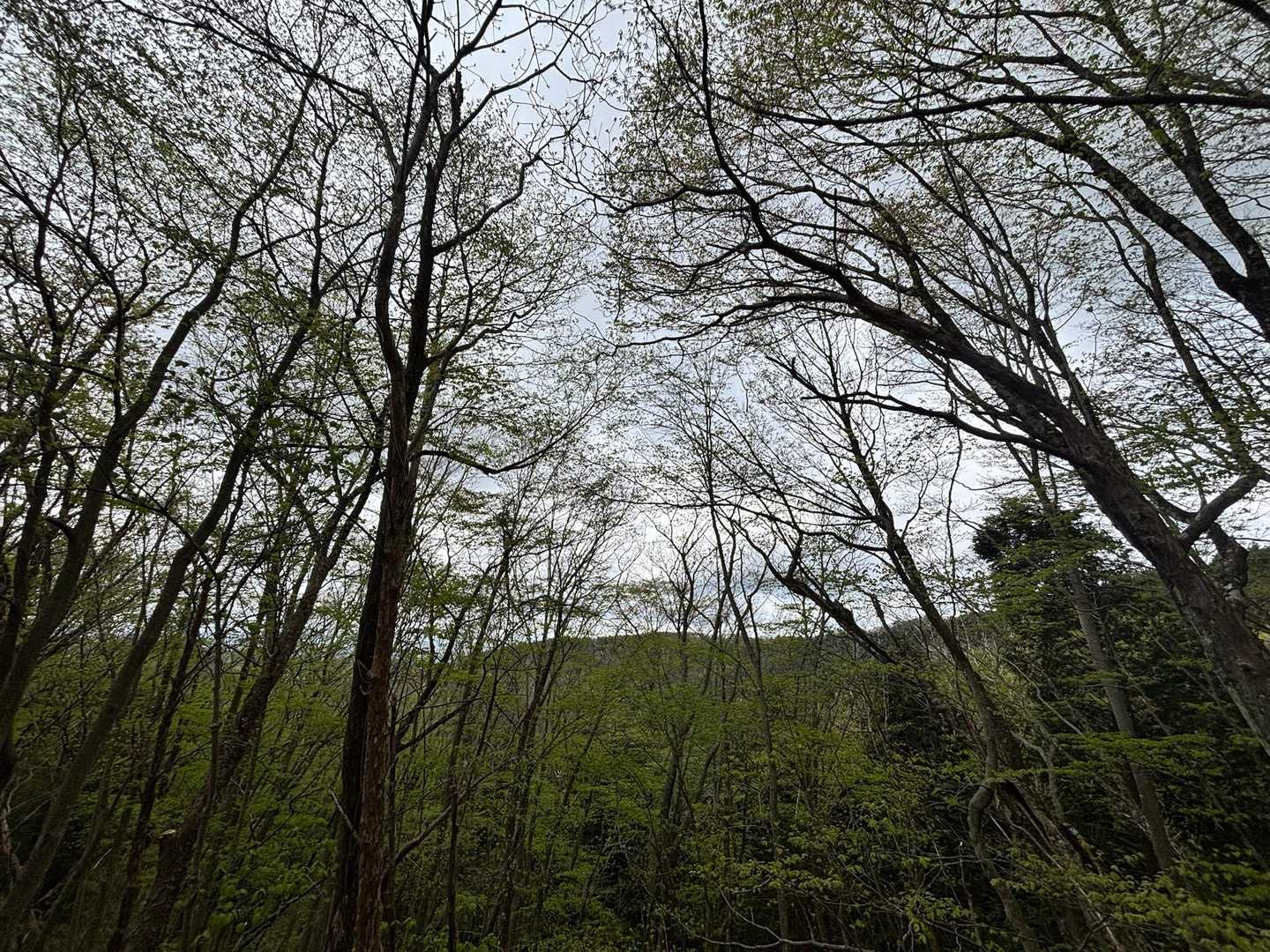 日輪寺-八溝山 往復コースの写真