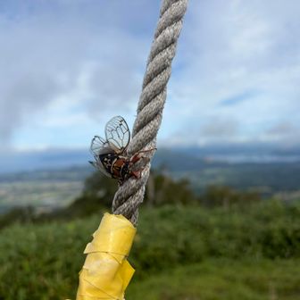 風がビュービューのなかコエゾゼミが、必死に頂上の鐘🔔のロープにしがみついてる🪢