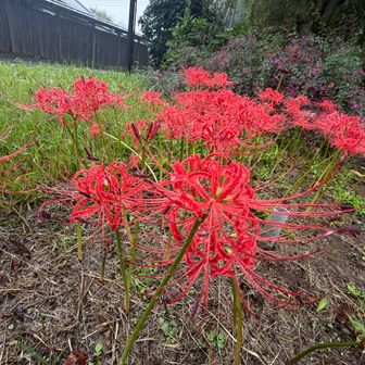 もう彼岸花が咲く季節になったようで、秋はそこまで来ているね。