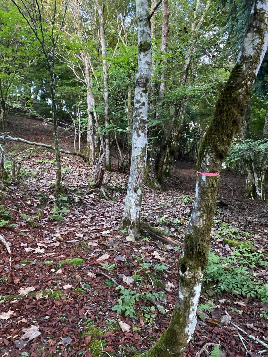 風呂塔-火打山-白滝山 周回コースの写真