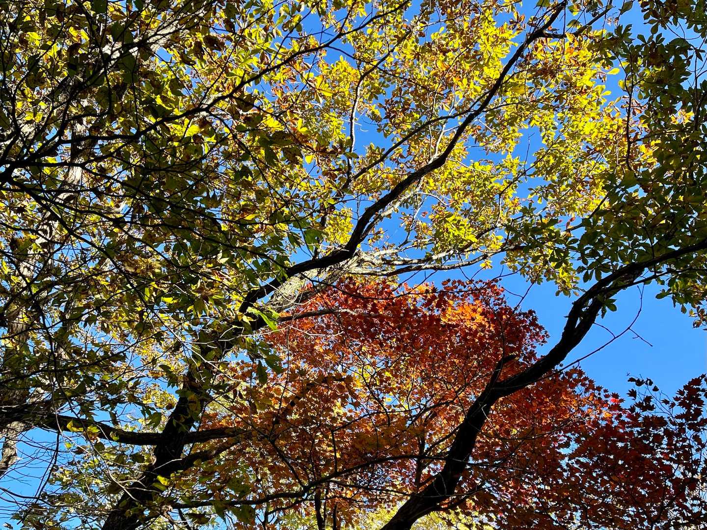 山頂手前の紅葉🍁