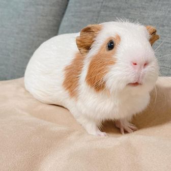 ちあきちゃん