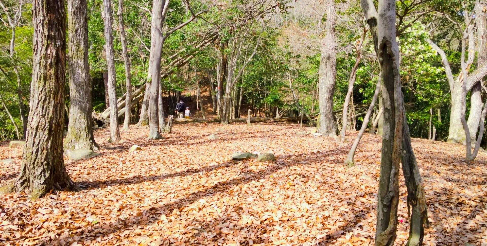 可部口登山口-高松神社-高松山 周回コースの写真