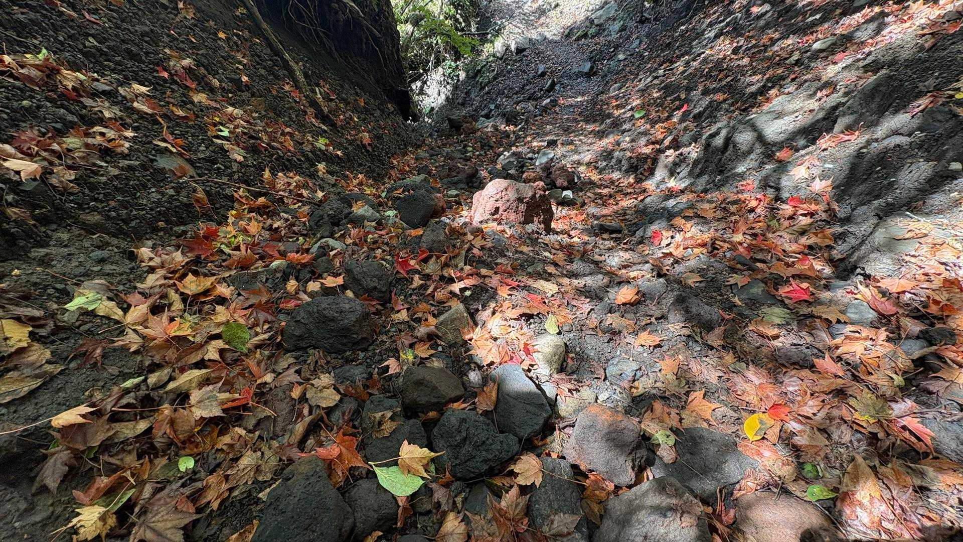 大船山往復 | くじゅう横断。森林・草原・展望をすべて楽しもうの写真