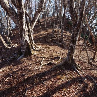 棚上ノ丸山頂へのアプローチ
やっと、て感じでした😅