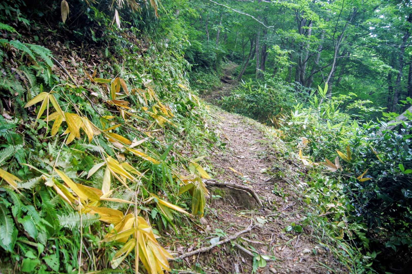 ありゃ～❗❓登山道沿いに生い茂っていた草や笹がめっちゃ綺麗に刈り払われてるじゃん❗😳
…う〜ん、もちろん汗水流して刈って下さった方には最大限の感謝と敬意の念を払いたいとは思いますが…ひょっとして今年も会えるのを楽しみにしていた例の花まで一緒に刈り取られてしまっているのでは…❓😥💧