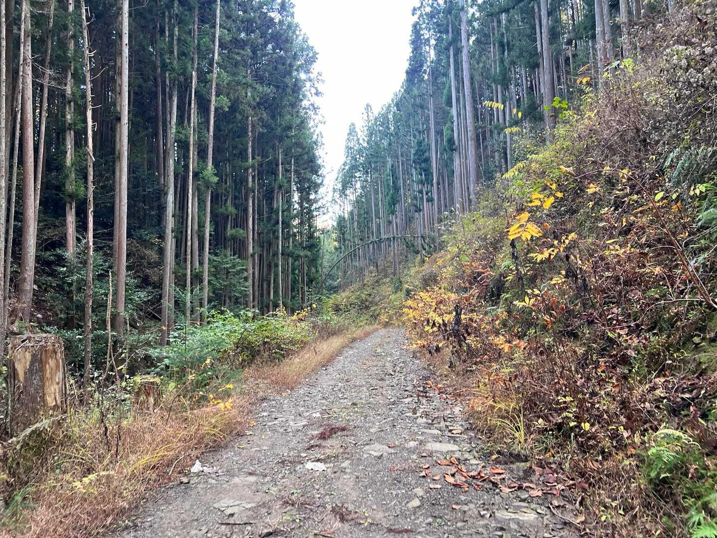 林道歩きが長いけれど、色々な話に花が咲く。
