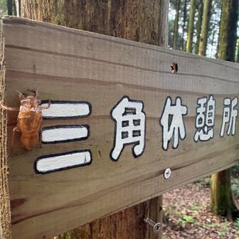 行きは気付かなかった。セミ。