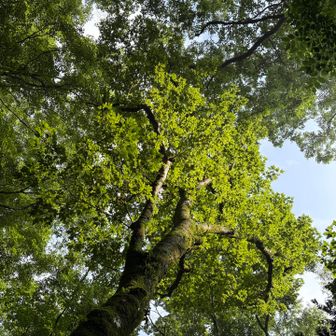 見上げれば高木の緑✨