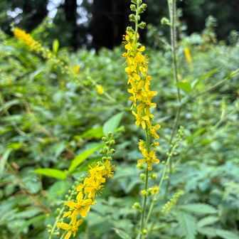 今日も黄色い花が可愛かったです🌼