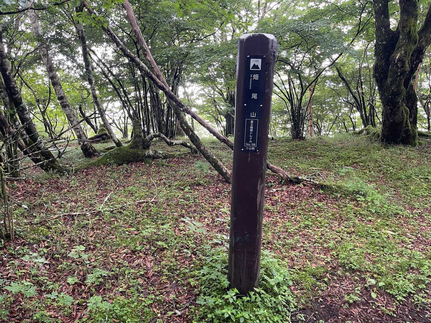 富士箱根トレイル（明神峠〜立山〜冨士浅間神社）の写真
