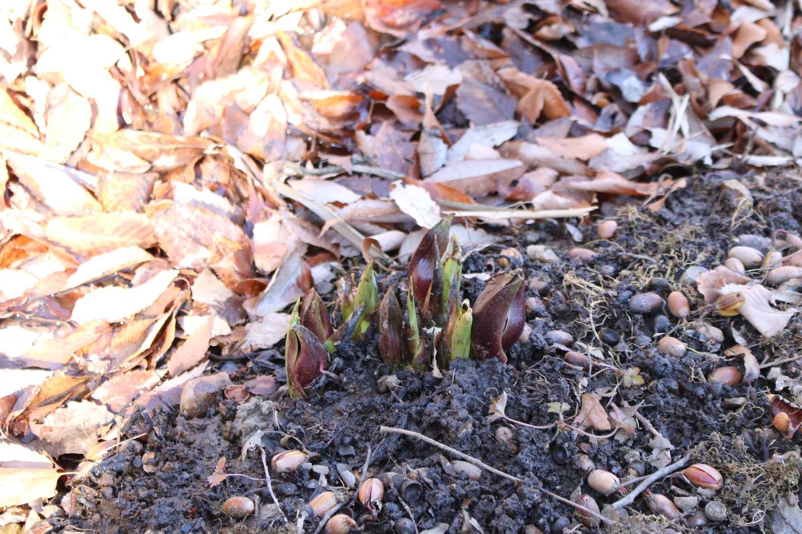 ザゼンソウ!?多分。まだ、座禅前ですね