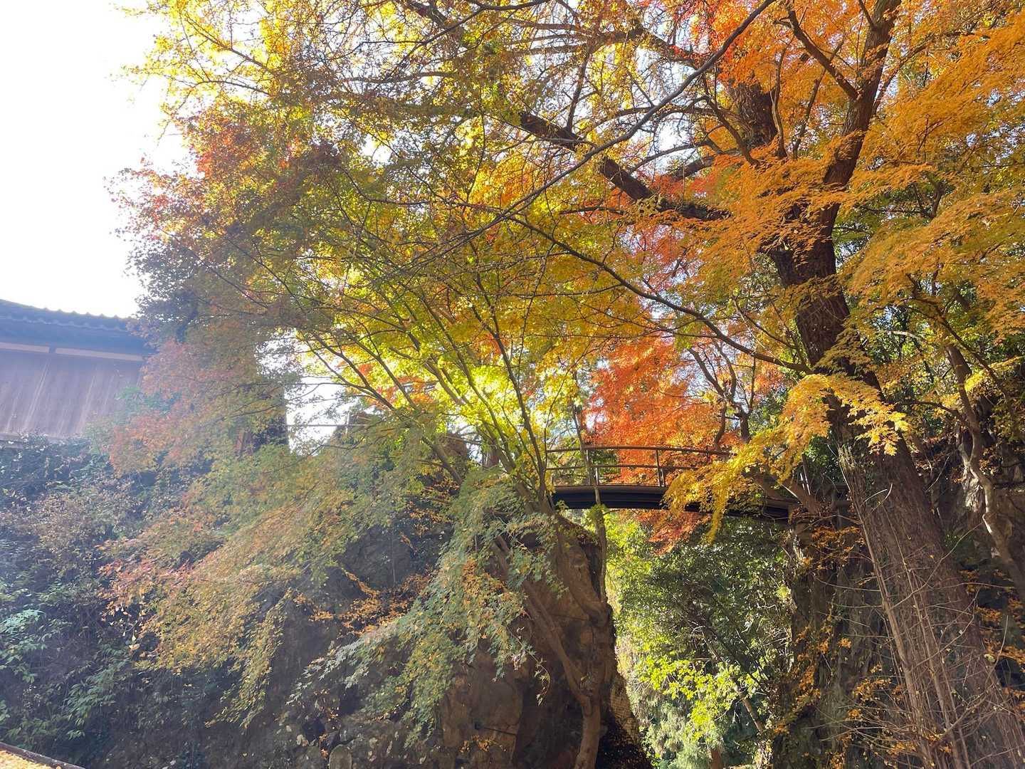 これが見たかったのです✨
ちなみに、橋は現在渡れません。