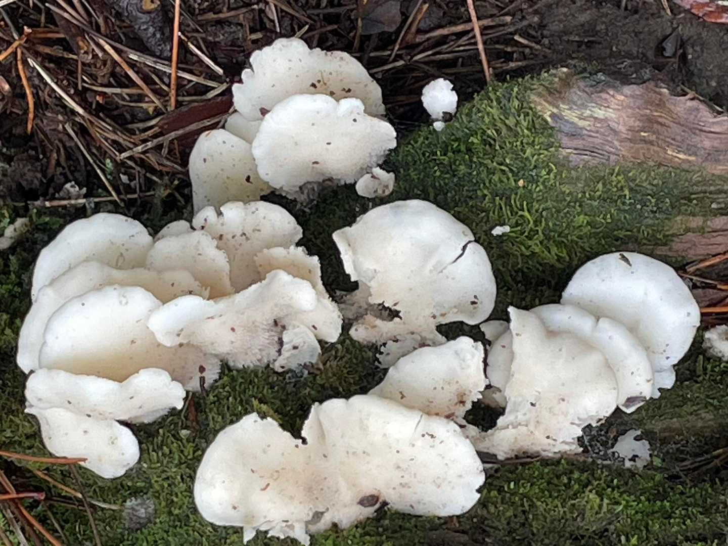 白いマイタケみたいなのがいっぱい🍄