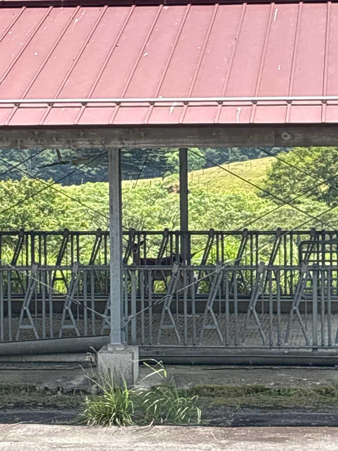 シカがいる〜
