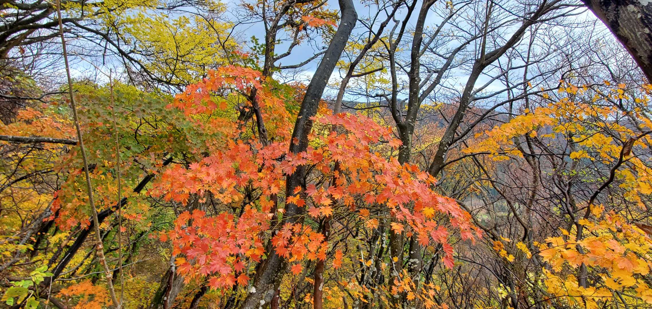 米山（谷根コース登山口）＜谷根コース＞の写真