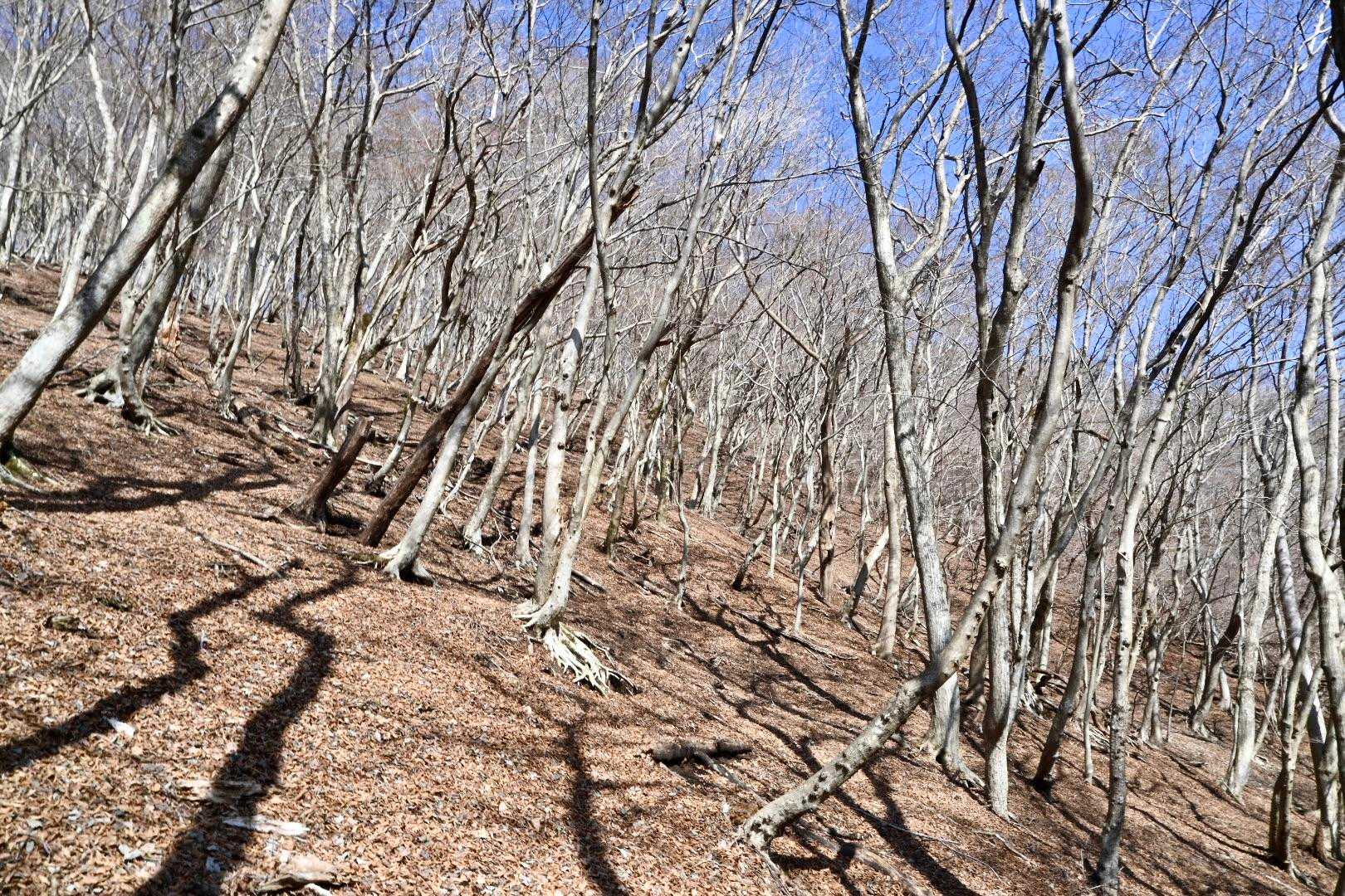 上半分は明るい林。
こちらもなかなかの急登。
ずるずる滑る。