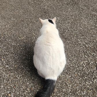 なでろ！とばかりに背をむけます
少しだけなでたら行ってしまいました、
あー😢