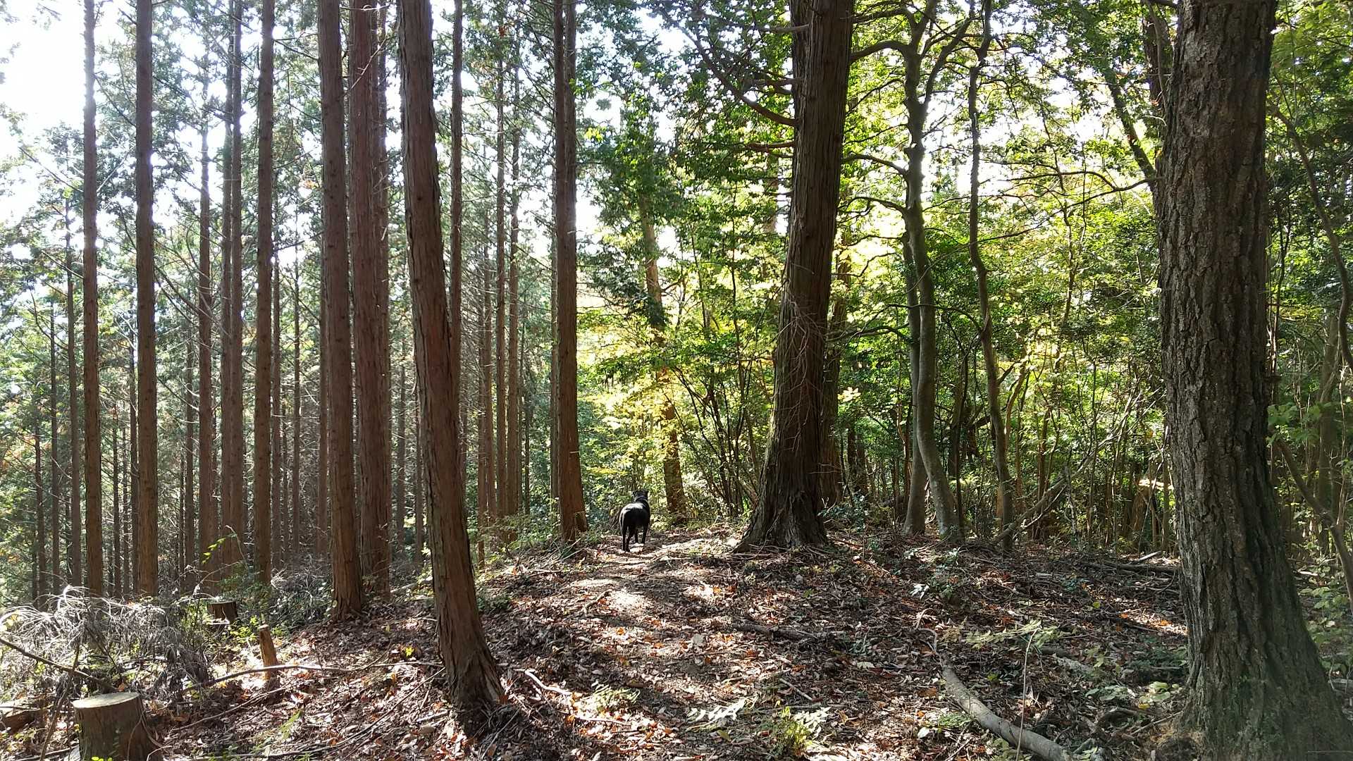 南側は北よりなだらかです