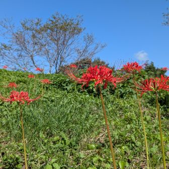 復活プロジェクトで
市民の方が手入れされた彼岸花だそうです😊
ありがとうございます