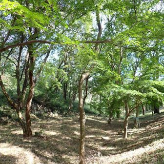 主稜線の径に上がり、三ツ石森林公園に戻りました。「もみじ谷」のイロハモミジはまだまだ緑色