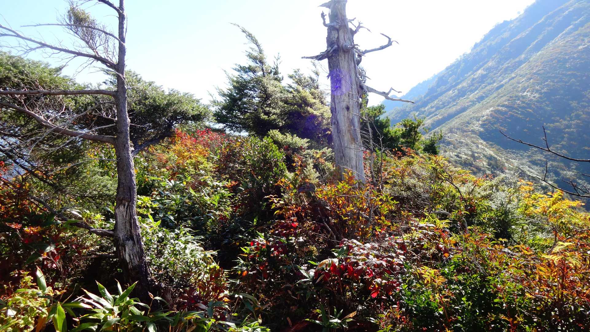 ブナクラ峠-赤谷山 往復コースの写真