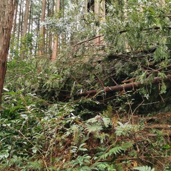 いきなり倒木🌳
伐採したのが登山道に倒れ込んでいる感じ