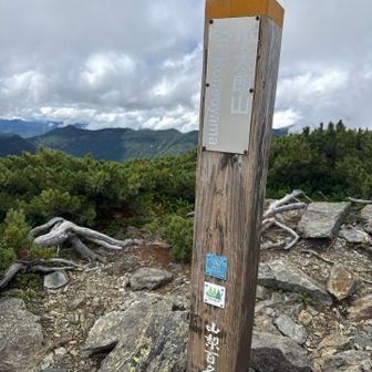 小太郎山とうちゃこ
分岐からそれほど距離はないが、アップダウンもそこそこあり、生い茂ったハイマツ漕ぎがあり、険しかった