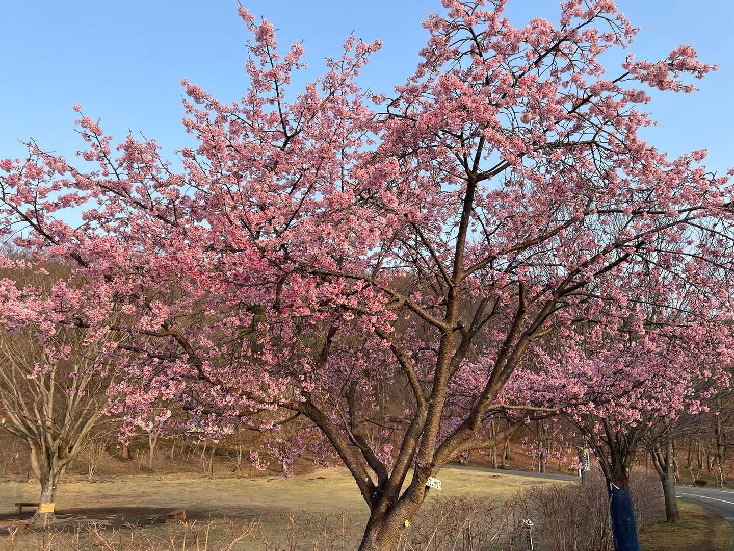満開の河津桜🌸