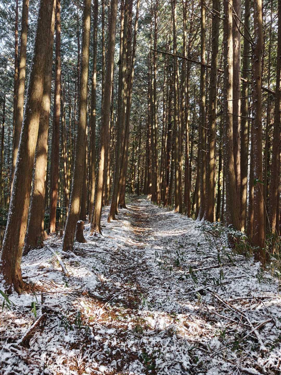 伊那佐山登り口-伊那佐山-沢城出の丸跡 周回コースの写真
