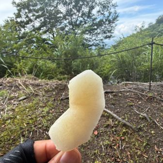 プチ休憩、冷たい梨、みずみずしくて美味しかった😋