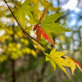 絶賛変身中((´∀｀*))