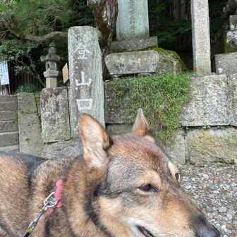 最初の108段だけでもイヤイヤだったから、相棒ちゃんはここまででやめとく。明日のために(！？)今日は温存。