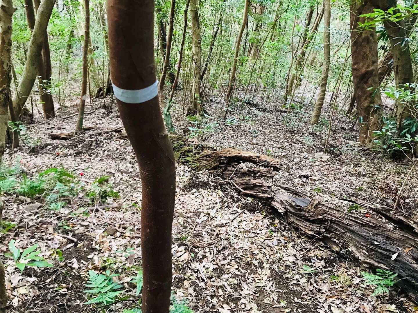 滝コースは道がかなり薄い。テープとGPSをよく見て慎重に進む。