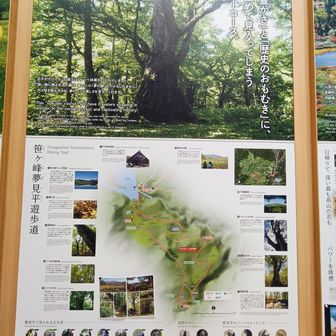 今回のトレイルで、この樹が見れなかったのは残念😞