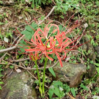 季節がらの彼岸花