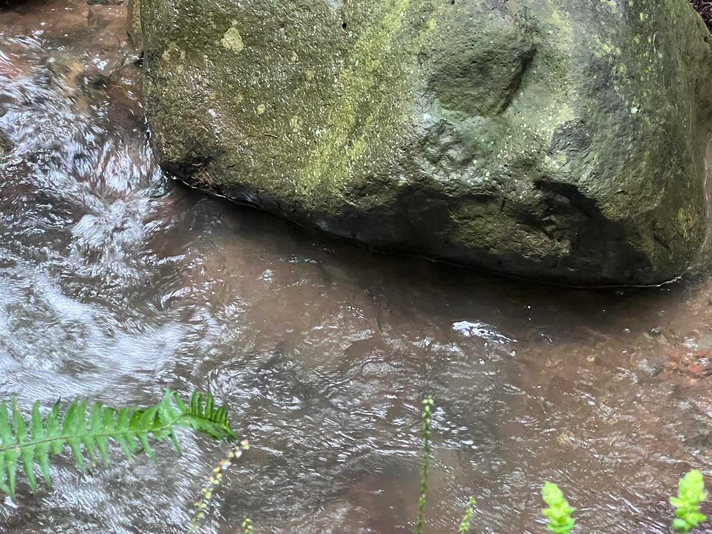 岩陰🐟