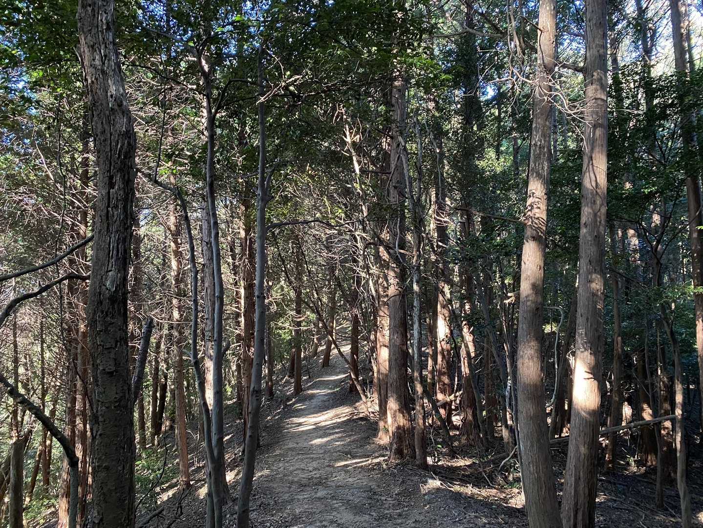 五井山まで行ってみます
こんな歩きやすい道もあって嬉しい😊