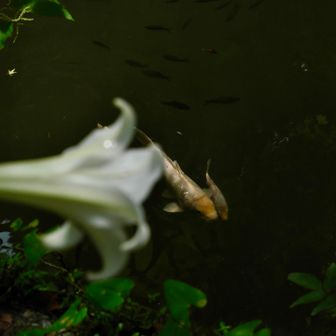 ササユリと鯉。