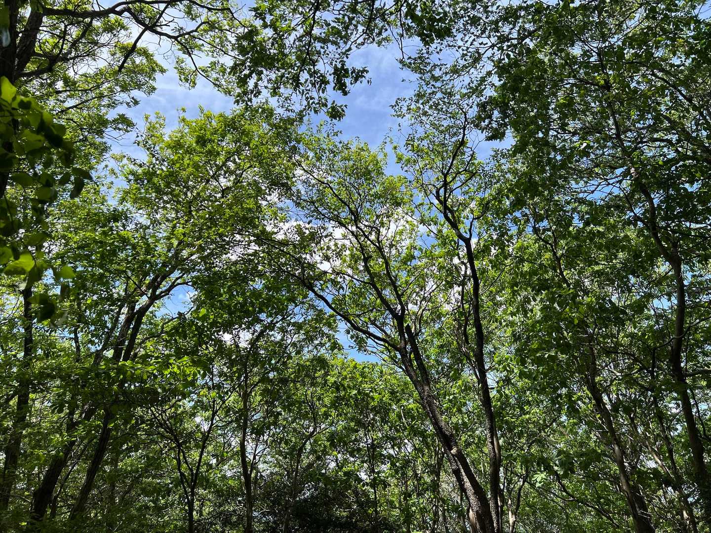 新緑と青空
気持ちいい😊

この後、高野御前山山頂⛰️