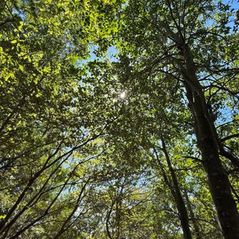 山頂の木漏れ日🍃