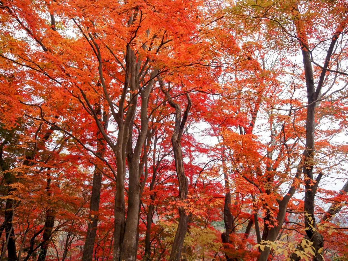 鍋転山-月居山-月居観音堂 周回コースの写真