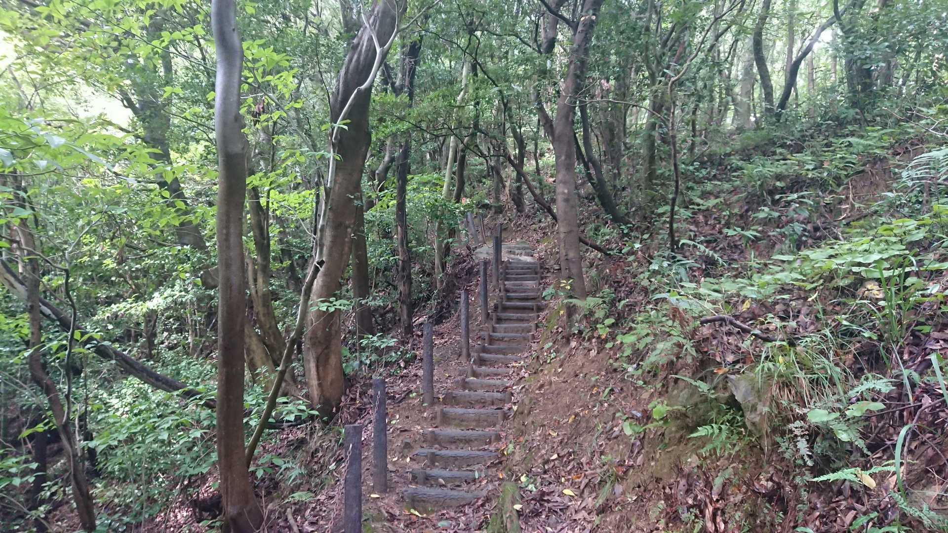 分岐を左側へ…
階段が整備されていました
久々の階段に息が上がります😱