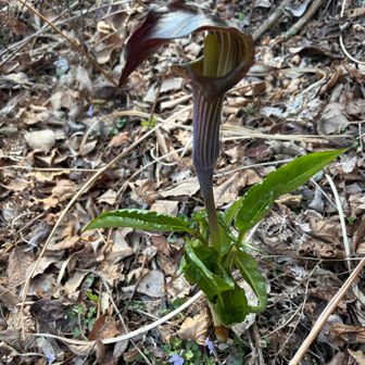 今年初めましてのマムシグサ🌱