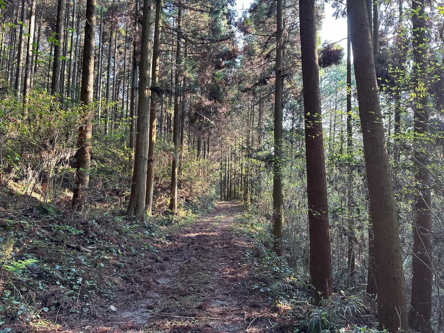 軽装でも何とか!
山頂付近は厳しいと思う。