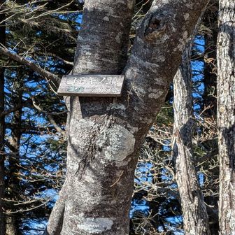 キャンプ場を出て急坂を登り切ると、ヨモギの頭