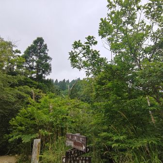 写真では分かりにくいけど、空も暗くなり、これ以上登る気を失った笑