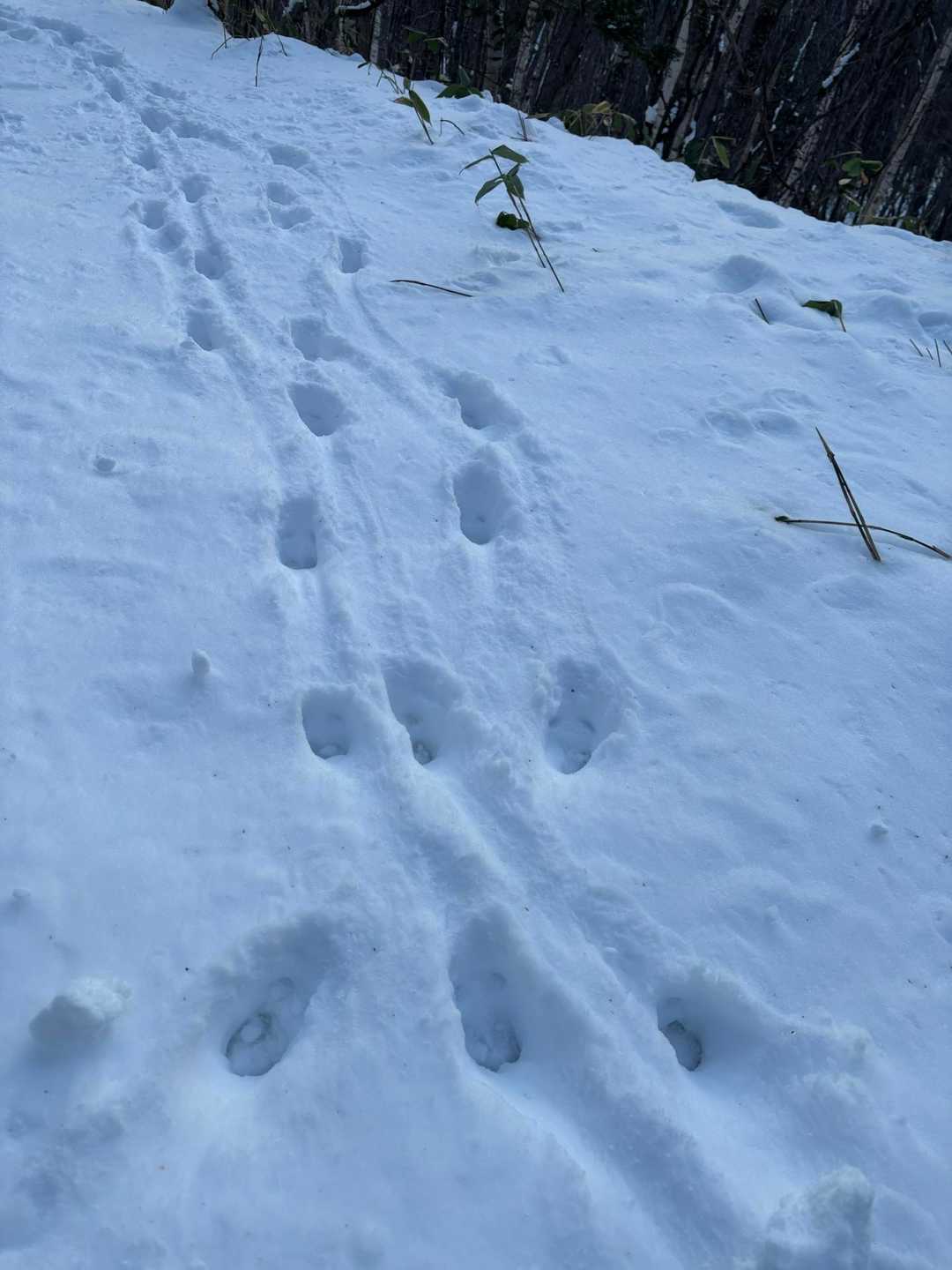 グルッと回って下山、先行者はシカさんのみ🦌
軽くラッセル、フカフカで楽しい😆