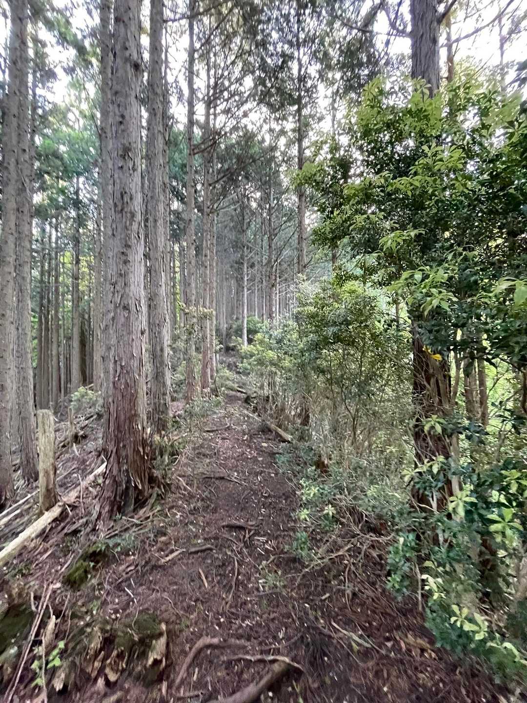 少しなだらかと思ったら